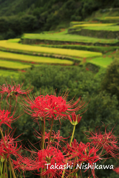 熊本県山鹿市の番所の棚田の彼岸花 9月23日分3 2 風景写真家 西川貴之の気まぐれブログ 熊本県山鹿市の番所の棚田の彼岸花 9月23日分3 2 風景写真家 西川貴之の気まぐれブログ