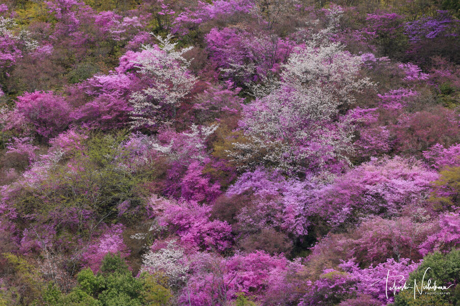 ミツバツツジ　人気の山採り風　開花中 京都府京都市の西明寺裏山のミツバツツジと桜 4月11日分4-1。 : 風景