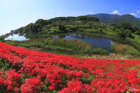岐阜県 津屋川の彼岸花
