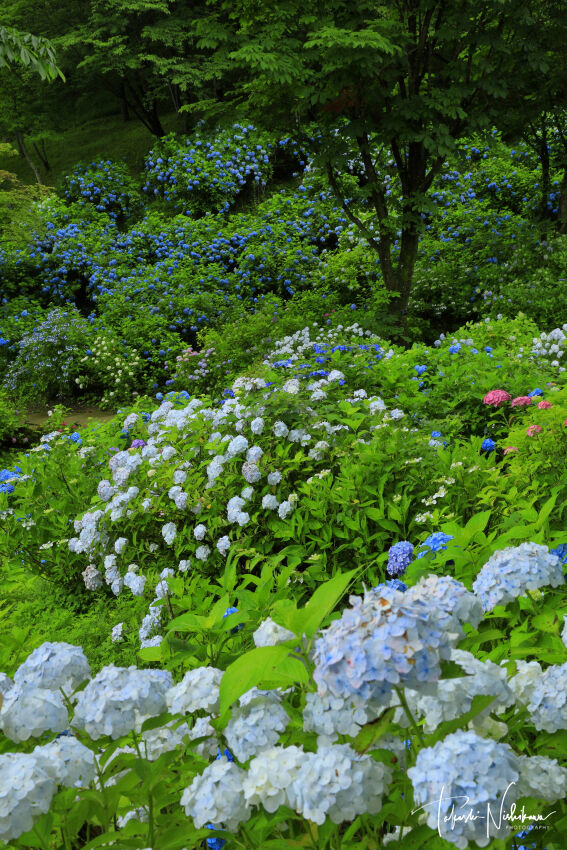 京都府舞鶴市の舞鶴自然文化園の紫陽花園 6月28日分3 2 風景写真家 西川貴之の気まぐれブログ