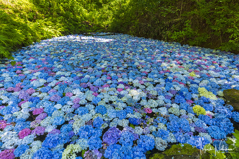 岩手県一関市の みちのくあじさい園 7月日分6 2 風景写真家 西川貴之の気まぐれブログ