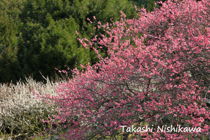 奈良県下市町の広橋梅林 3月7日分2 2 風景写真家 西川貴之の気まぐれブログ