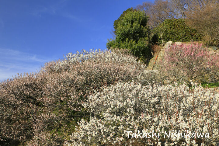 中山寺 風景写真家 西川貴之の気まぐれブログ