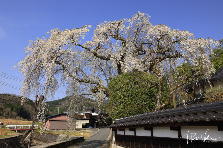 鳥取県鳥取市の三谷神社 長瀬 弓河内の枝垂れ桜 4月7日分5 1 風景写真家 西川貴之の気まぐれブログ 鳥取県鳥取市の三谷神社 長瀬 弓河内の枝垂れ桜 4月7日分5 1 風景写真家 西川貴之の気まぐれブログ