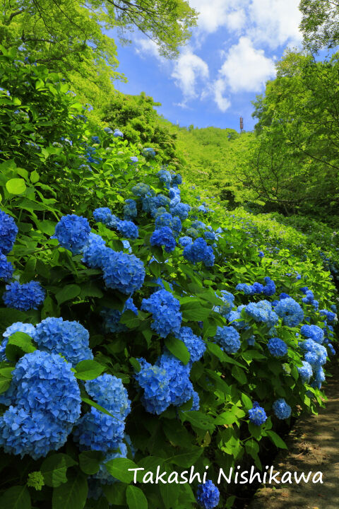 大阪府東大阪市の大阪府民の森 ぬかた園地の紫陽花園 6月24日分2 2 風景写真家 西川貴之の気まぐれブログ 大阪府東大阪市の大阪府民の森 ぬかた園地の紫陽花園 6月24日分2 2 風景写真家 西川貴之の気まぐれブログ