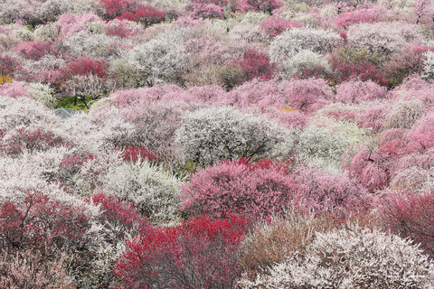 いなべ市農業公園の梅林_三重県いなべ市_3月_西川貴之　(1)