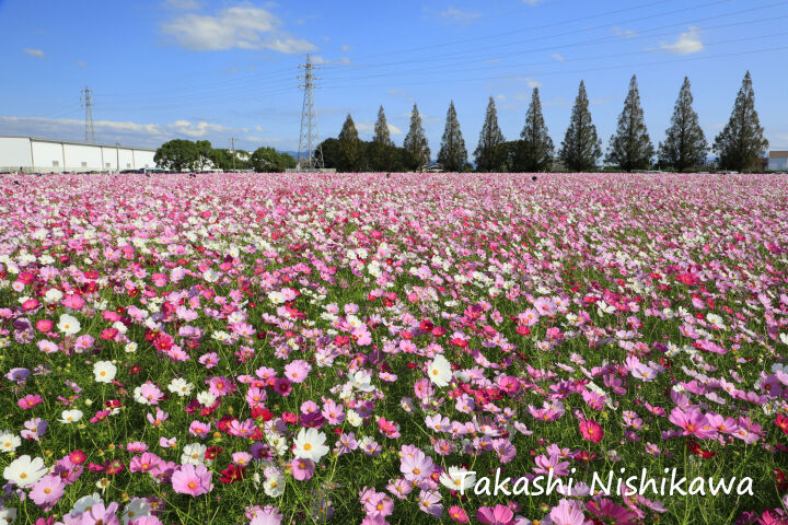 福岡県朝倉市のキリン花園のコスモス畑 10月22日分2 2 風景写真家 西川貴之の気まぐれブログ