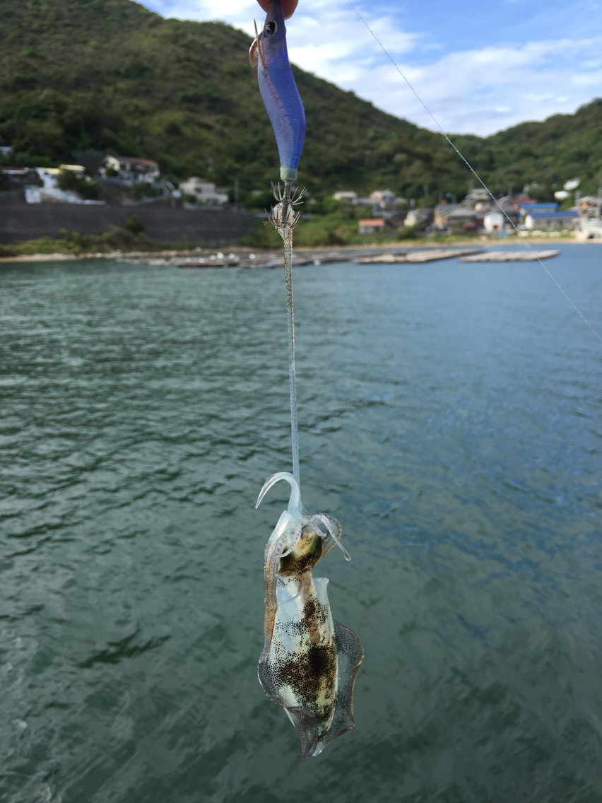 姫路エリアでアオリイカ ピー山さんの海釣りブログ