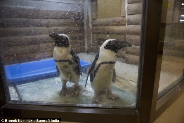 イギリス反応 横浜の 買える動物園 動物愛護団体が非難 海外反応 クールジャパン イギリス反応 横浜の 買える動物園 動物愛護団体が非難 海外反応 クールジャパン