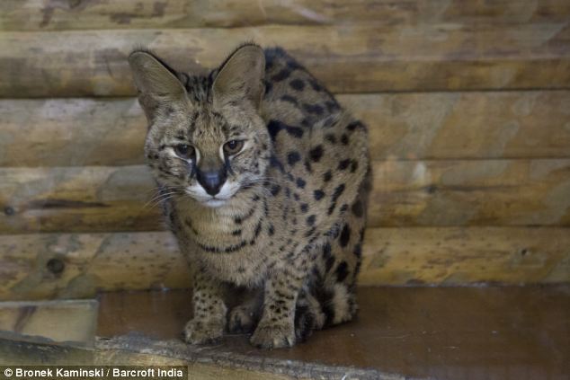 イギリス反応 横浜の 買える動物園 動物愛護団体が非難 海外反応 クールジャパン イギリス反応 横浜の 買える動物園 動物愛護団体が非難 海外反応 クールジャパン