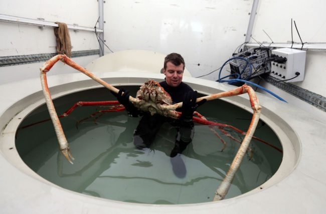 イギリス反応 日本のタカアシガニ イギリスの水族館へ 海外反応 クールジャパン イギリス反応 日本のタカアシガニ イギリスの水族館へ 海外反応 クールジャパン