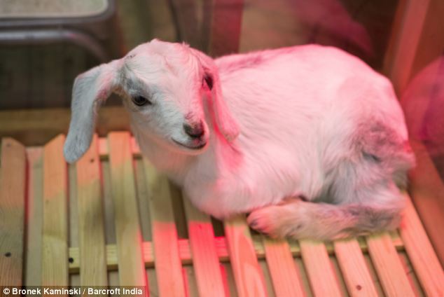 イギリス反応 横浜の 買える動物園 動物愛護団体が非難 海外反応 クールジャパン イギリス反応 横浜の 買える動物園 動物愛護団体が非難 海外反応 クールジャパン