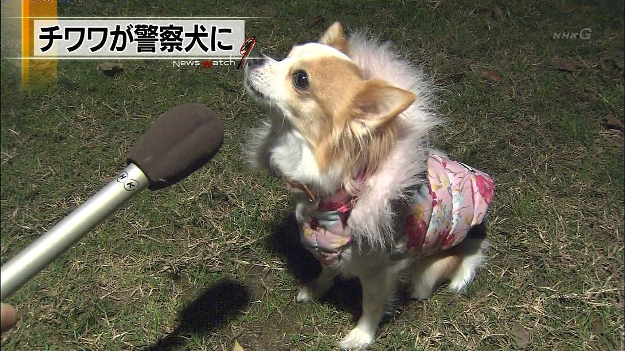 イギリス反応 わずか3キロの警察犬 海外反応 クールジャパン イギリス反応 わずか3キロの警察犬 海外反応 クールジャパン