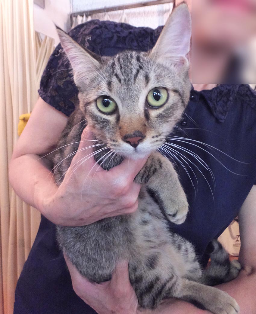 ネコジルシさんで里親募集開始してます くーまと猫との日々