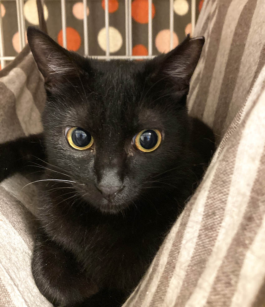 悪ちゃんになって来た実愛ちゃん くーまと猫との日々