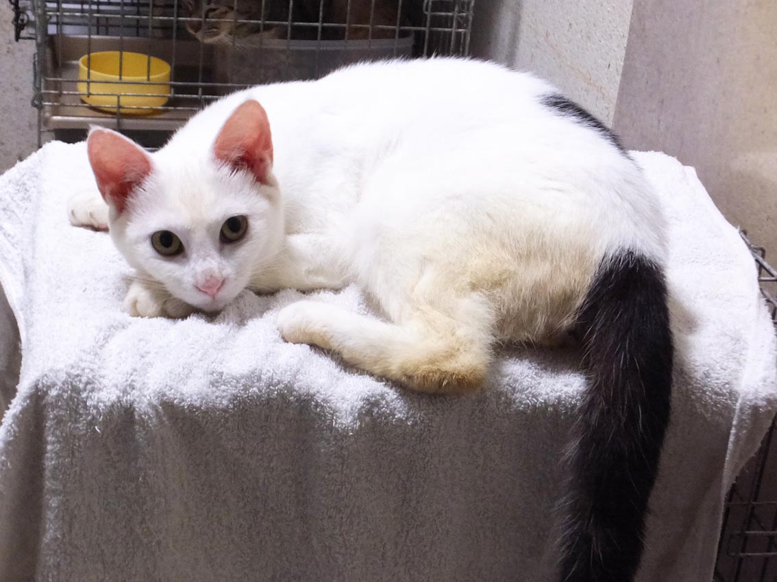 ムクちゃんのこと : くーまと猫との日々