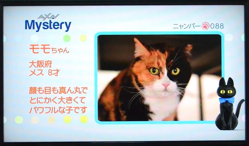 モモちゃん なんとテレビに くーまと猫との日々