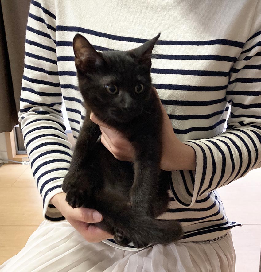 久しぶりにお見合いに行って来ました くーまと猫との日々 久しぶりにお見合いに行って来ました くーまと猫との日々