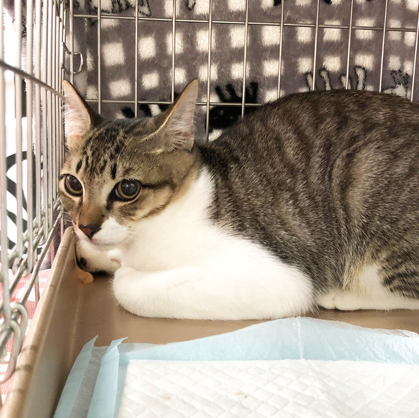 おつかれさまです W くーまと猫との日々