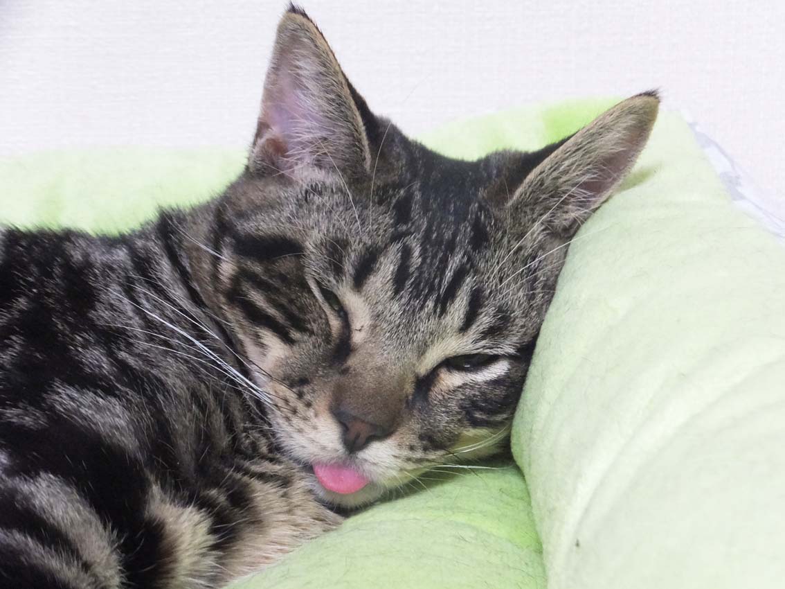舌出し寝 くーまと猫との日々
