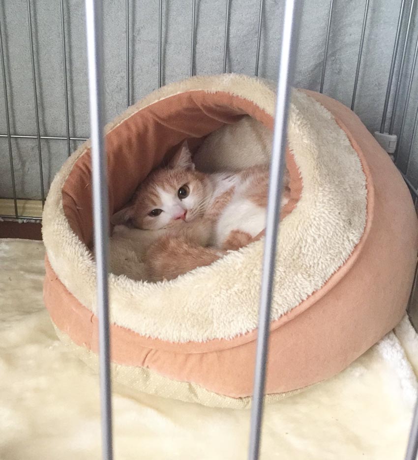 きなこちゃんとオリーちゃんになりました くーまと猫との日々 きなこちゃんとオリーちゃんになりました くーまと猫との日々