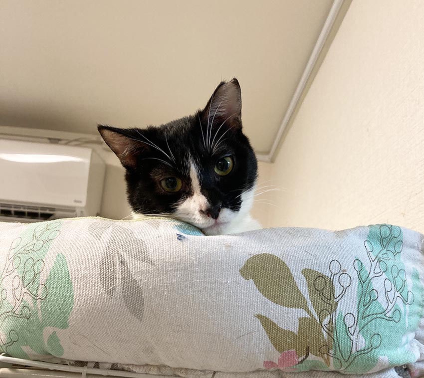 猫の日なんだけど くーまと猫との日々