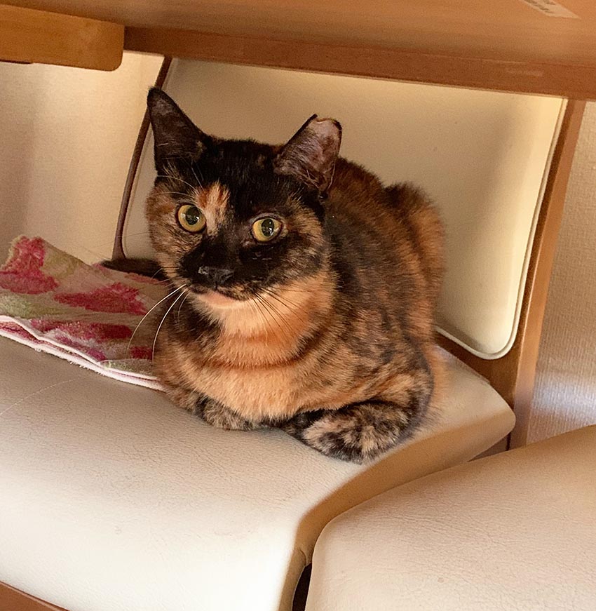 おこげ出品‼️ ✨ ドキンちゃん ブリリアントライト イルミネーション ✨ おこげ様専用出品‼️ ✨ ドキンちゃん ブリリアントライト