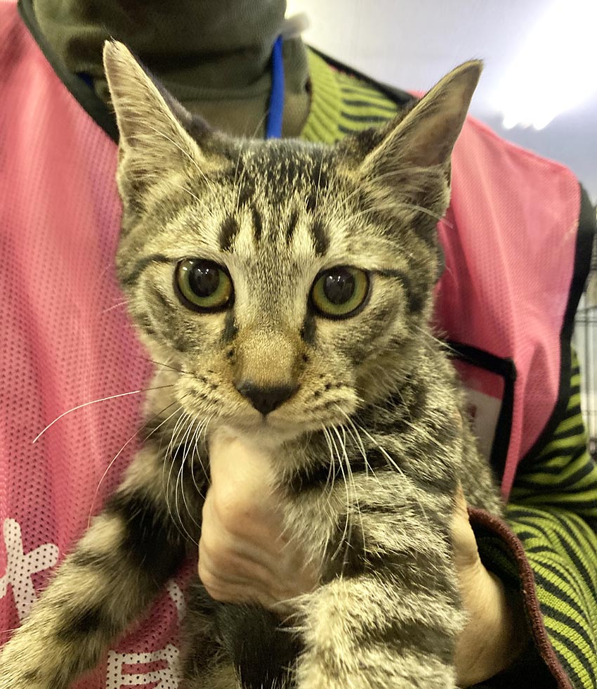 今日は八尾の譲渡会へ くーまと猫との日々