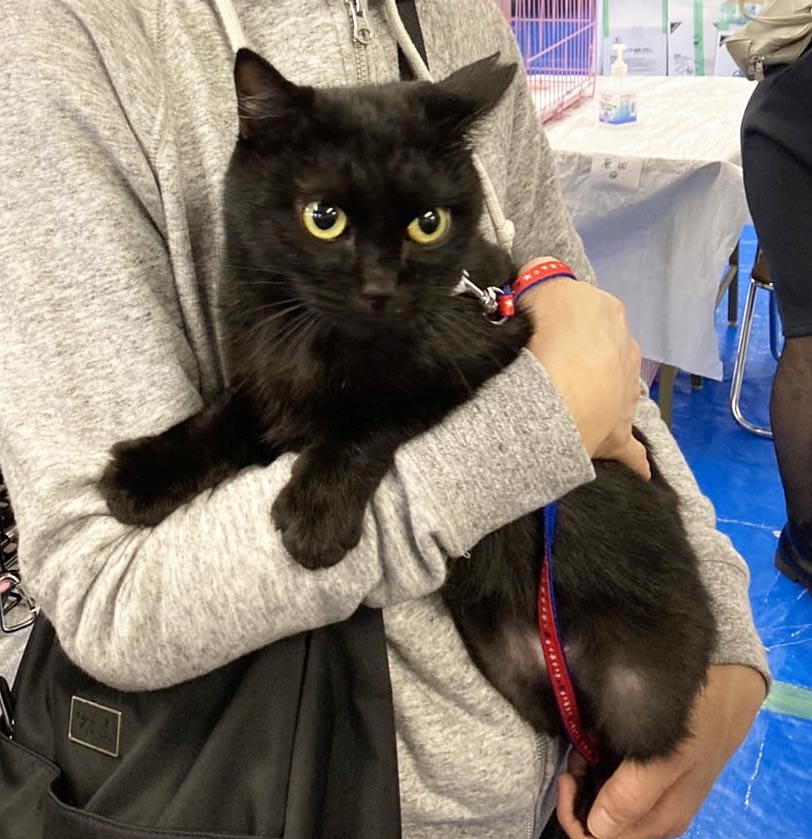 やまとちゃん 里親募集開始しました くーまと猫との日々