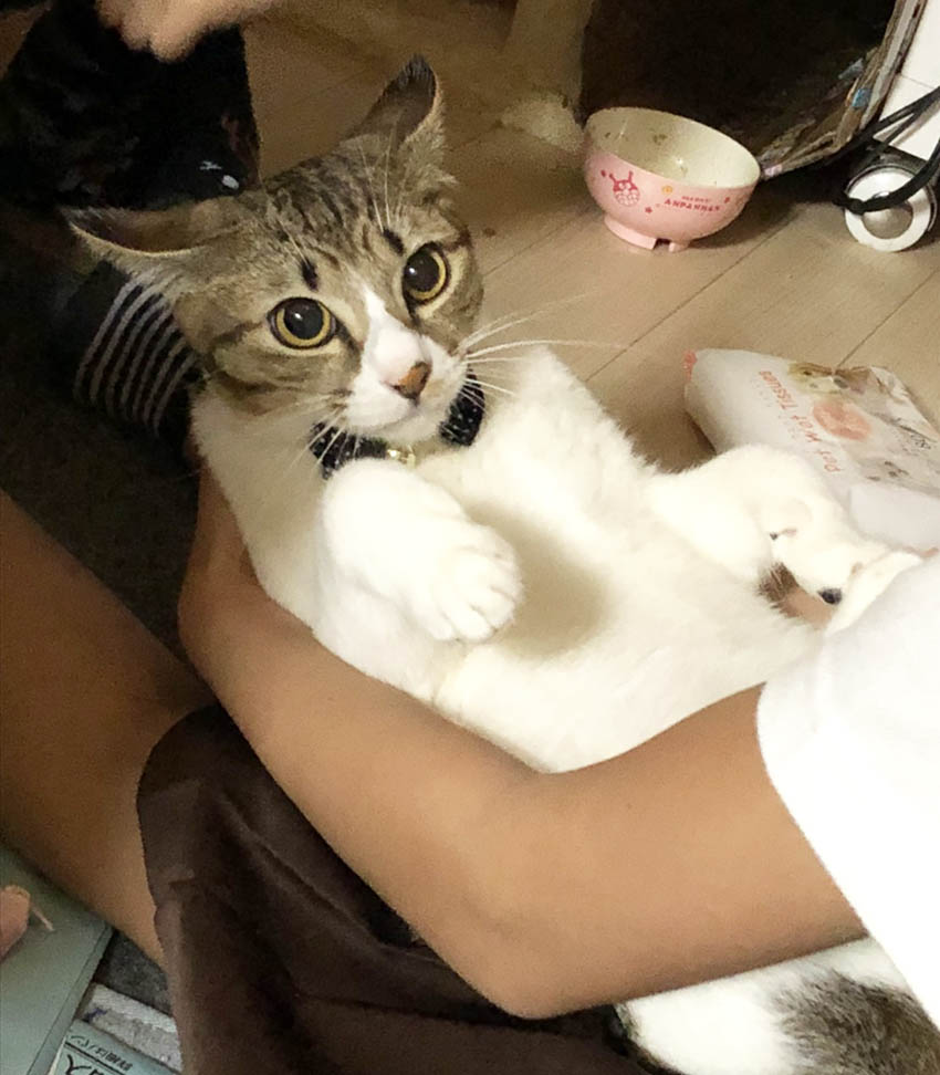 さくちゃん、抱っこ！！ : くーまと猫との日々