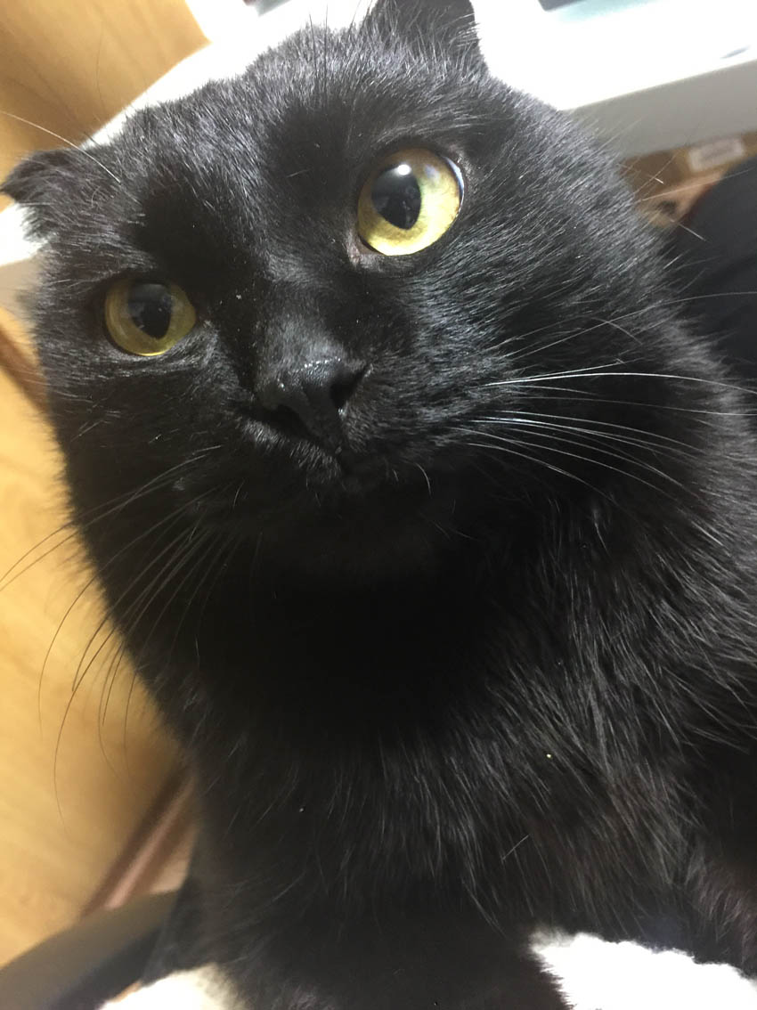 てつくん オリーちゃんの近況報告 くーまと猫との日々 てつくん オリーちゃんの近況報告 くーまと猫との日々