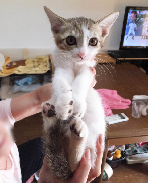koneko_11_190804