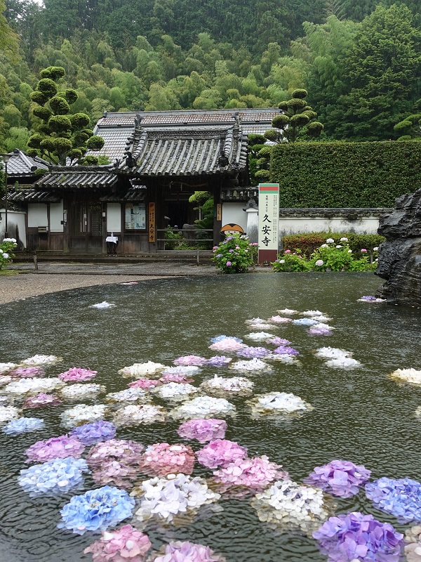 再びの久安寺 Cookie Sakura あられんれん