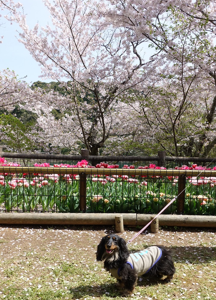 関西 Cookie Sakura あられんれん 関西 Cookie Sakura あられんれん