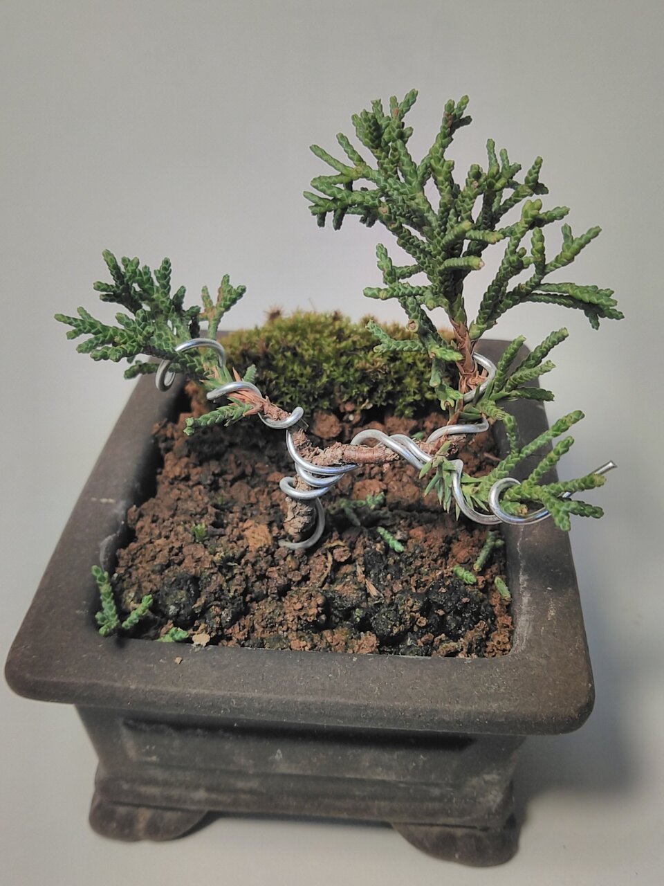 真柏は挿し木できる パルの ミニ盆栽日記