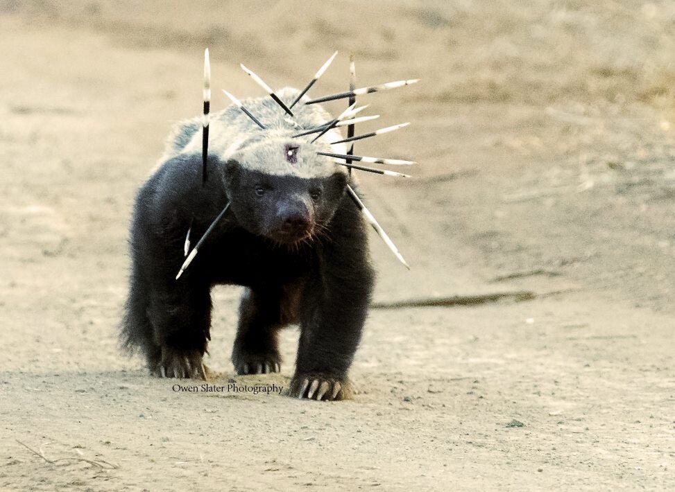 世界一怖い物知らずの動物 2chコピペ保存道場 世界一怖い物知らずの動物 2chコピペ保存道場