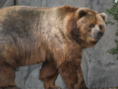 Kodiak_bear_in_germany