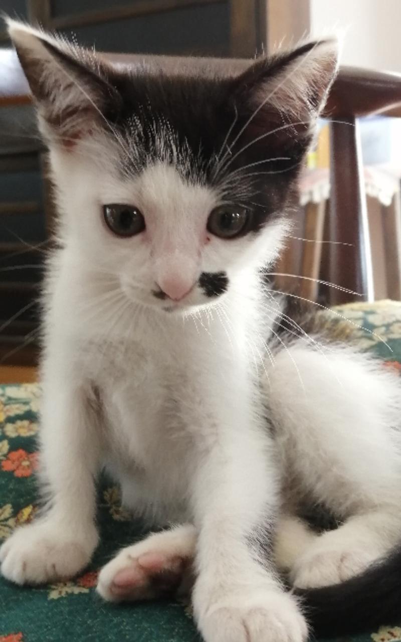 家猫 なんだよこの漫画ｗｗｗ 注意 2chコピペ保存道場