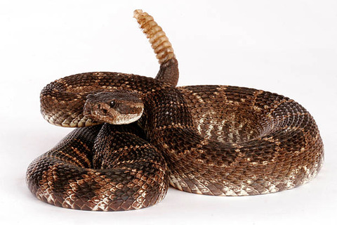 rattlesnake1