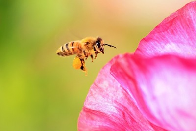 蜂