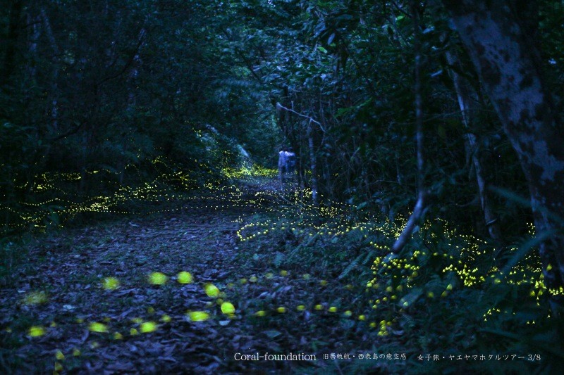 月夜のホタル空感 Coral Foundation 西表島 月夜のホタル空感 Coral Foundation 西表島