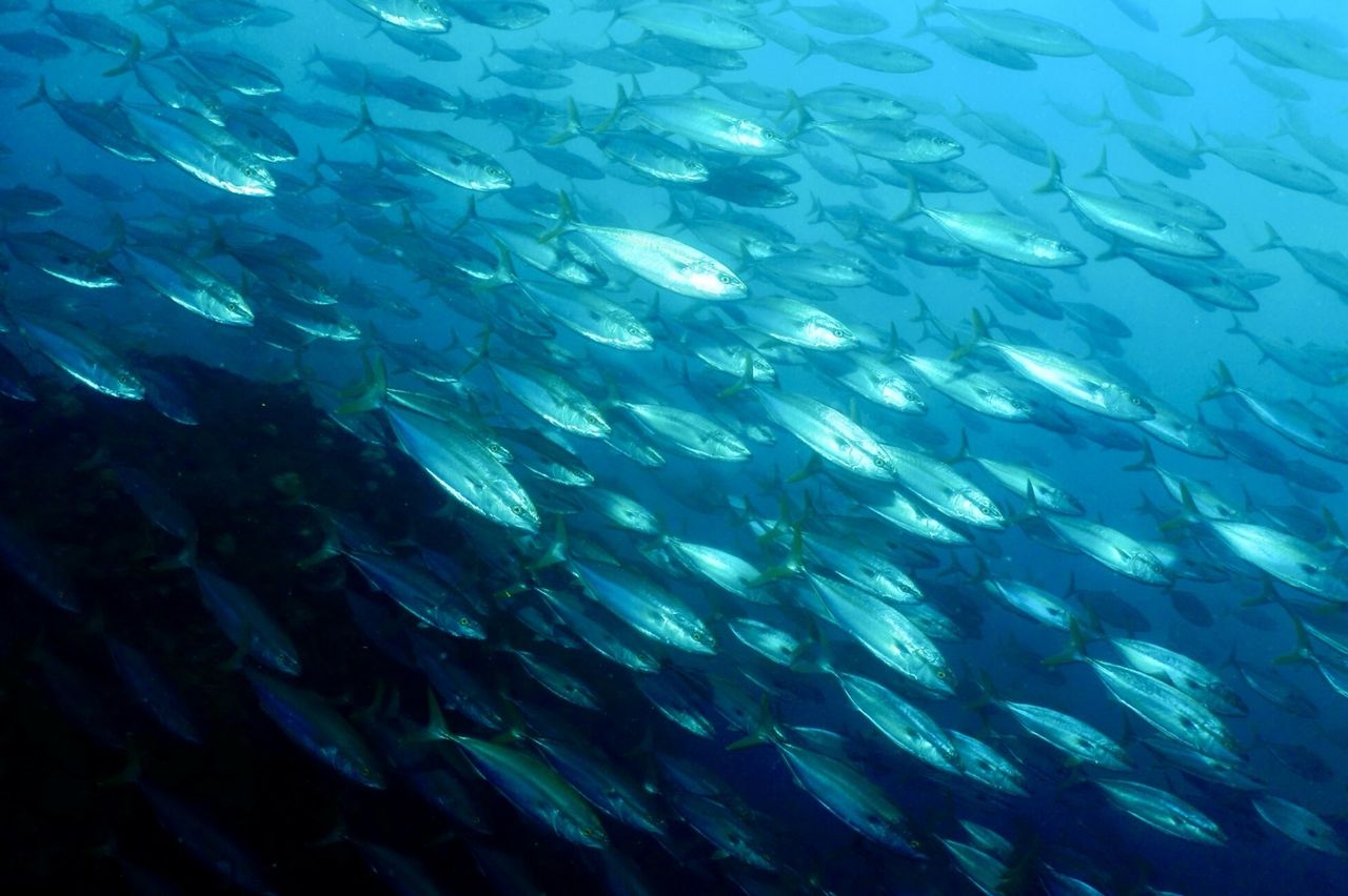 ツバス魚圧に圧巻 外洋の海へ コーラルクィーン 串本ダイビングサービス