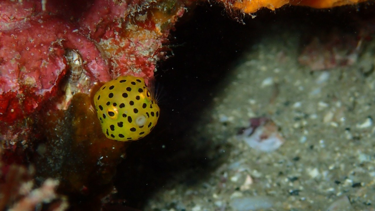 外洋も内海も最高に良い海です 外洋の海へ 串本ダイビングサービス コーラルクイーン ブログ