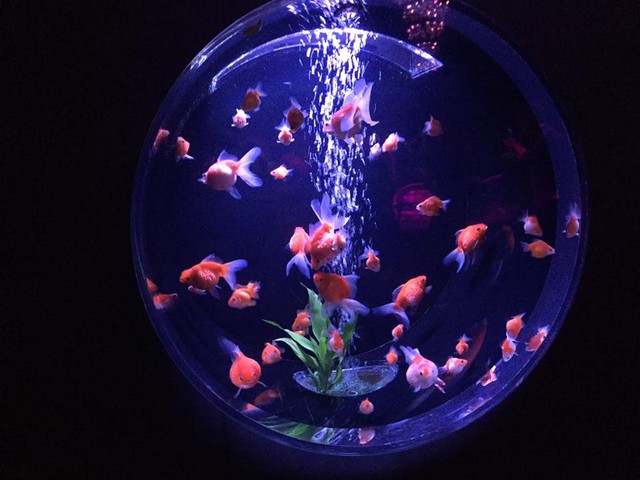 夏の涼を求めて コアネット会員交流ブログ