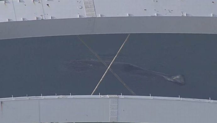 「淀川の河口付近にクジラが迷い込んでいる」体長5～8mほどか…大阪海上保安監部の小型艇が監視中！