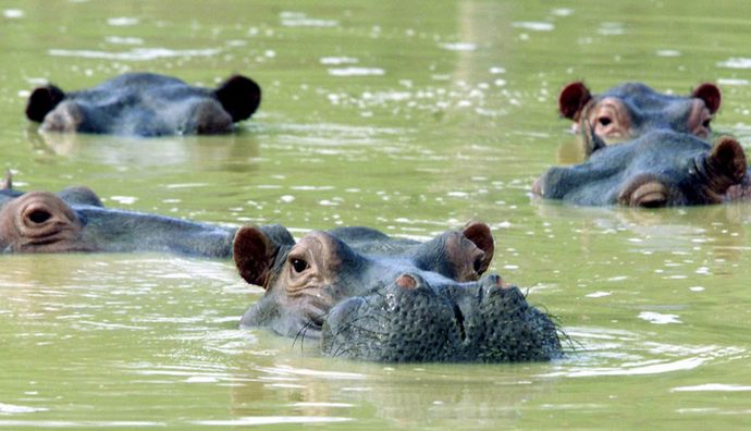コロンビア麻薬王エスコバルが残したカバ、外国保護区への移送許可申請…繁殖しすぎて管理できず！