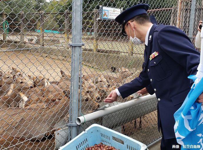 自衛官らがシカにドングリ100キロをプレゼント、昼休みに基地内で拾う…航空自衛隊奈良基地！
