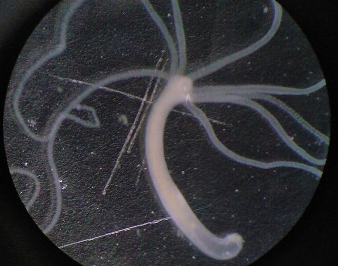 1400年以上生き続けると言われる「不老不死の生物」をご存知ですか？！