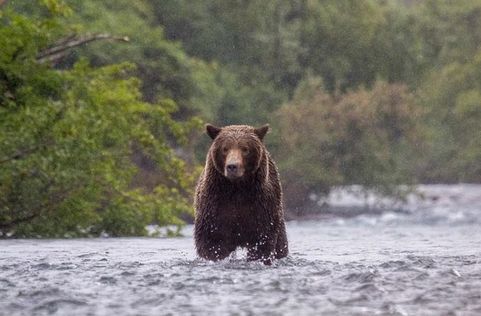 アラスカ州で訓練中の米陸軍兵士2名がヒグマに襲われ負傷…クマ撃退スプレーで助かる！