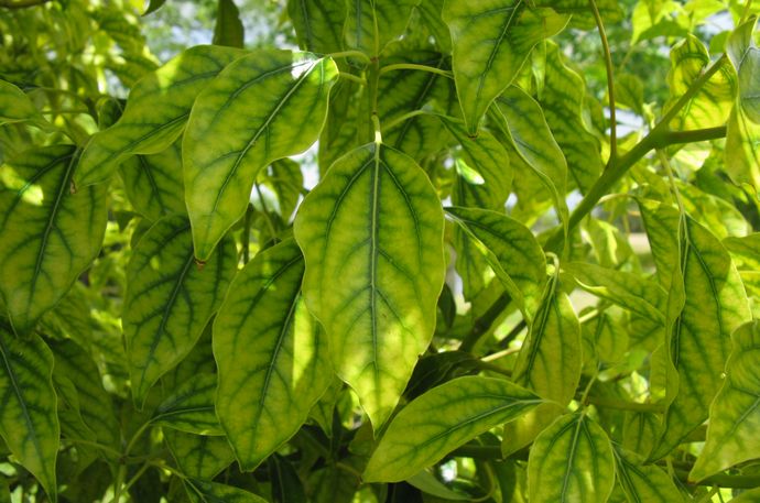 「植物が鉱物を作る」世界初の発見…シダ植物体内でレアアース結晶化を確認！